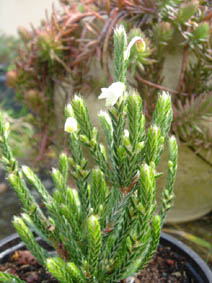 Cassiope askival hyb 'Snow-wreath'